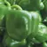 Pepper, California Wonder 5,000 Seed Count