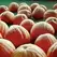 Pumpkin, Atlantic Giant - 5,000 Seed Count