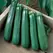 Squash, Commander Hybrid 1,000 Seed