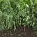 Peas, Snak Hero - 25lb Bag