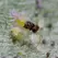 Encarsia/Eretmocerus Mix, 250 per blister X 40 blisters ( Whitefly )