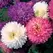 ASTER, CREGO MIXED - 1/4 OZ EACH