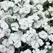DIANTHUS TELSTAR WHITE 100/PKT