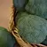 Broccoli, Castle Dome 10,000 Seed