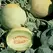 Cantaloupe , Earli-Dew Hyb - 500 Sd Ct