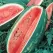 Watermelon, Florida Giant 1/2oz