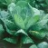 Collards, Morris Heading 10,000 Seed Count