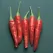 Peppers, Super Chili Hybrid 1000 Seed Count