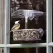Droll Yankee 7"x3"x2" Observer Window Feeder