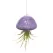 APM Air Plant Jellyfish Purple/Gold