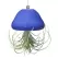 APM Air Plant Jellyfish Royal Blue/Gold