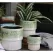 Jewel 7" Martini Pot SVM