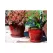 Verandah 7.5" Butter Cup Sz A Trd