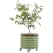 Vego Garden Self-Watering Rolling Planter Olive Green