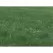 50 lb Bag Dryland Pasture Mix Grass Seed