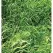 50 lb Bag Annual Rye Grass Seed
