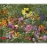 1 lb Annual Wildflower Mix Flower Seed
