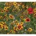 1 lb Bee Happy Pollinator Mix Flower Seed