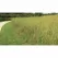 5 lb Bag Low Maintenance Turf Mix Grass Seed