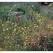 1 lb Western Wildflower Mix Seed