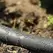 Garden Soaker Hose, 5/8" 25' Vinyl