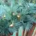 Noble Garland, Warm White 5 mm LED 9" x 14" Mixed | MGARL-9-WW-LED