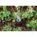 Hunter MP Rotator Corner Strip Rotary Nozzle 8' - 15' Adjustable | MPCORNER