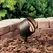 Accent Light, 7.2 W Bi-Pin MR-16 Incandescent Textured Architectural Bronze Aluminum 35" Wire