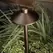 Path Light, 1 W Bi-Pin G4 T3 LED/Halogen Centennial Brass