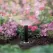 Rain Bird MPR Nozzle 8' Quarter Circle | A4702001