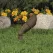 20 W Ceramic MR-16 Halogen Standard Architectural Bronze Die-Cast Copper-Free Aluminum Landscape 2216 Series Up and Accent Light | VISGR2216Z