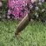 20 W Ceramic MR-16 Halogen Standard Architectural Bronze Die-Cast Copper-Free Aluminum Landscape 2219 Series Up and Accent Light | VISGR2219Z