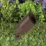 4.5 W MR-16 3000K LED Standard Architectural Bronze Die-Cast Copper-Free Aluminum Landscape 5006 Series 36 Degrees Flood Beam Up and Accent Light | VISGR5006Z45W36