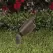 2.5 W 3000K Integrated LED Standard Architectural Bronze Die-Cast Copper-Free Aluminum Landscape 5014i Series Up and Accent Light | VISGR5014IZ25W36