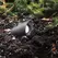 7 W 3000K LED Bronze Aluminum Mini Landscape Accent Luminaire | WAC511130BZ