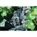 Hunter Adjustable Flood Bubbler 0 to 2 Gpm | AFB