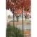 3/4" x 7' Dark Green Powder Coated Steel R2 Single Industry Standard Tree Staking System | REP101067