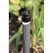 1/2" FNPT 5 gph Plastic Light Brown PC Series Pressure Compensating Low Flow Drip Bubbler | RBXPCT05