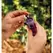 Rain Bird XB 2 GPH Button Drip Emitter 1/4 in. | RBXXB20