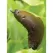 25 lb Granule Slug and Snail Bait | NTASLUGGO