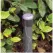 1/2" FIPT 2 gph Plastic Silicone Diaphragm Pressure Compensating Effluent Drip Bubbler | TOLLF20PCE