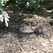 Cast Landscape Ground Light, 4.3 W 2816K Cree LED Solid Sand Cast Bronze CCGL Series | CCGL25036B