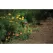 Bronze Metallic Copper/Brass Path Light | FXLSPNL12RBZ