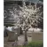 8.5' Warm White 5 mm LED Cherry Blossom Tree | HBLCBTR8WW