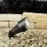 35 W Bi-Pin MR-16 LED Textured Black Aluminum Accent Light | KIC15309BKT