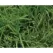 50 lb Bag Common Hulled Coated Bermuda Grass Seed 2 to 3 lb/10000 sq-ft Coverage