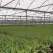 3.24 - 6.48 gpm Green with CVSM Pad Super Spray | SENSS120CVSM