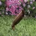 Rust Die-Cast Copper-Free Aluminum MR-16 LED Landscape Series 2219 Model Up and Accent Light | VISGR2219RNL