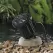 20 W Ceramic MR-16 Halogen Standard Black Injection Molded Glass-Reinforced Ryton Landscape 5217 Series with Grate Underwater Light | VISUW5217B