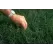Raw and Unhulled Bermuda Grass Seed